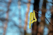 Spring #3 Photograph by Andreas Levi Spring #3 Photograph by Andreas Levi