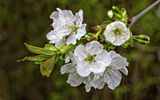 Spring is in the Air #1 Photograph by Bernd Laeschke Spring is in the Air #1 Photograph by Bernd Laeschke