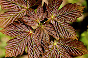 Sycamore Leaves (acer Pseudoplatanus) #2 Photograph by Science Photo Library