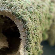 Trumpet Lichen #2 Photograph by Meckes/ottawa