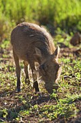 Warthog (phacochoerus Aethiopicus) #2 Photograph by Roger De La Harpe
