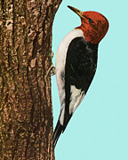 Woodpecker #2 Drawing by CSA Images Woodpecker #2 Drawing by CSA Images