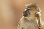 Yellow Baboon, Papio Cyncephalus #2 Photograph by Sarah Darnell