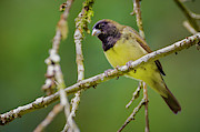Yellow-Bellied Seedeater San Jorge Ibague Colombia #2 Photograph by Adam Rainoff