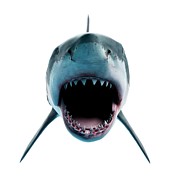 Great White Shark #20 Photograph by Science Photo Library