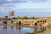 African Elephant (loxodonta Africana) #21 Photograph by Roger De La Harpe