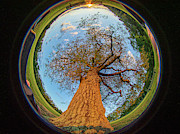 210 degree Mount Laurel Tree Photograph by Louis Dallara