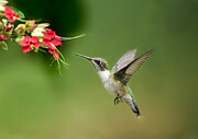 Hummingbird #23 Photograph by Hannah & Wei