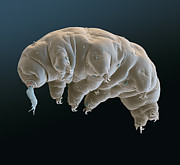 Water Bear Or Tardigrade #24 Photograph by Meckes/ottawa