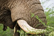 African Elephant {loxodonta Africana} #25 Photograph by Roger De La Harpe