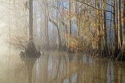 Atchafalaya Basin, Louisiana #26 Photograph by Michael Lustbader