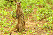 Africa, Tanzania, Tarangire National #3 Photograph by Jaynes Gallery