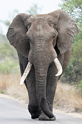 African Elephant Bull #3 Photograph by Science Photo Library