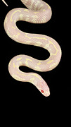 Albino California Kingsnake #3 Photograph by David Kenny Albino California Kingsnake #3 Photograph by David Kenny