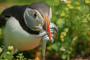 Atlantic Puffin With Beakful Of Fish #3 Photograph by Science Photo Library