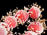 Bacteriophages Attacking Streptococcus Bacteria #3 Photograph by Science Photo Library
