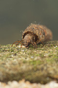 Case-building Caddisfly Larva, Underwater, Europe, June #3 Photograph by Jan Hamrsky / Naturepl.com Case-building Caddisfly Larva, Underwater, Europe, June #3 Photograph by Jan Hamrsky / Naturepl.com