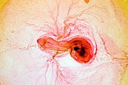 Chicken Embryo #3 Photograph by Science Photo Library