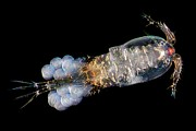 Copepod #3 Photograph by Science Photo Library