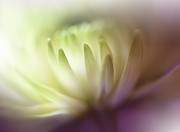 Dance In The Light.. #3 Photograph by Juliana Nan