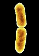 E. Coli Bacterium Dividing #3 Photograph by Science Photo Library