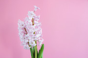 Hyacinth (hyacinthus Orientalis) Flowers #3 Photograph by Science Photo Library