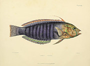 Illustration Of Acanthopterygii #3 Painting by Science Source