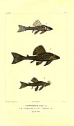 Illustration Of South American Catfish #3 Painting by Science Source