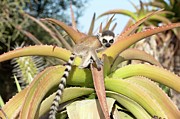 Infant Ring-tailed Lemur (lemur Catta) #3 Photograph by Nick Garbutt