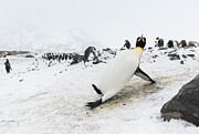 King Penguin Slipping And Sliding On An Icy Slope. St #3 Photograph by Ben Cranke / Naturepl.com