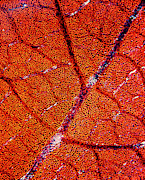 Leaf Anatomy #3 Photograph by Science Photo Library
