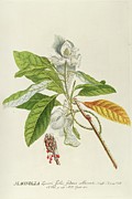 Magnolia Painting by Georg Dionysius Ehret