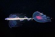 Mediterranean Dealfish #3 Photograph by Science Photo Library
