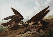 Peregrine Falcons Painting by John James Audubon Peregrine Falcons Painting by John James Audubon
