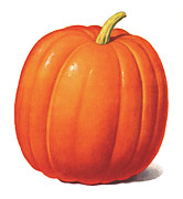 Pumpkin #3 Drawing by CSA Images Pumpkin #3 Drawing by CSA Images