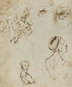 Sheet Of Studies Drawing by Leonardo Da Vinci Sheet Of Studies Drawing by Leonardo Da Vinci