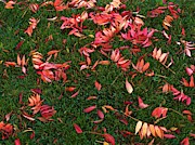 Signs of Autumn #5 Photograph by Richard Thomas