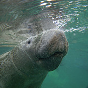 West Indian Manatee Photograph by Tim Fitzharris West Indian Manatee Photograph by Tim Fitzharris