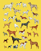 Variety of Dogs #3 Drawing by CSA Images Variety of Dogs #3 Drawing by CSA Images