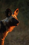 Wild Dog (lycaon Pictus). Northern Tuli #3 Photograph by Roger De La Harpe