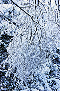 30/01/19  RIVINGTON. Snow Covered Branches. Photograph by Lachlan Main
