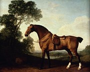 A Saddled Bay Hunter Painting by George Stubbs