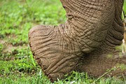 African Elephant {loxodonta Africana} #4 Photograph by Roger De La Harpe