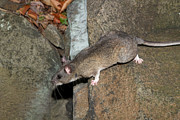 Allegheny Woodrat Neotoma Magister #4 Photograph by David Kenny