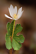 Bloodroot #4 Photograph by Robert Charity