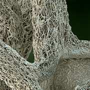 Cladonia Portentosa #4 Photograph by Meckes/ottawa