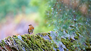 European Robin Erithacus rubecula #4 Photograph by Sapiens Verbum European Robin Erithacus rubecula #4 Photograph by Sapiens Verbum