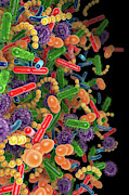 Human Microbiome #4 Photograph by Science Photo Library