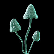 Magic Mushrooms #4 Photograph by Science Photo Library