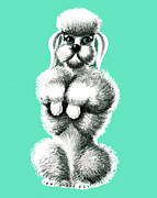 Poodle #4 Drawing by CSA Images